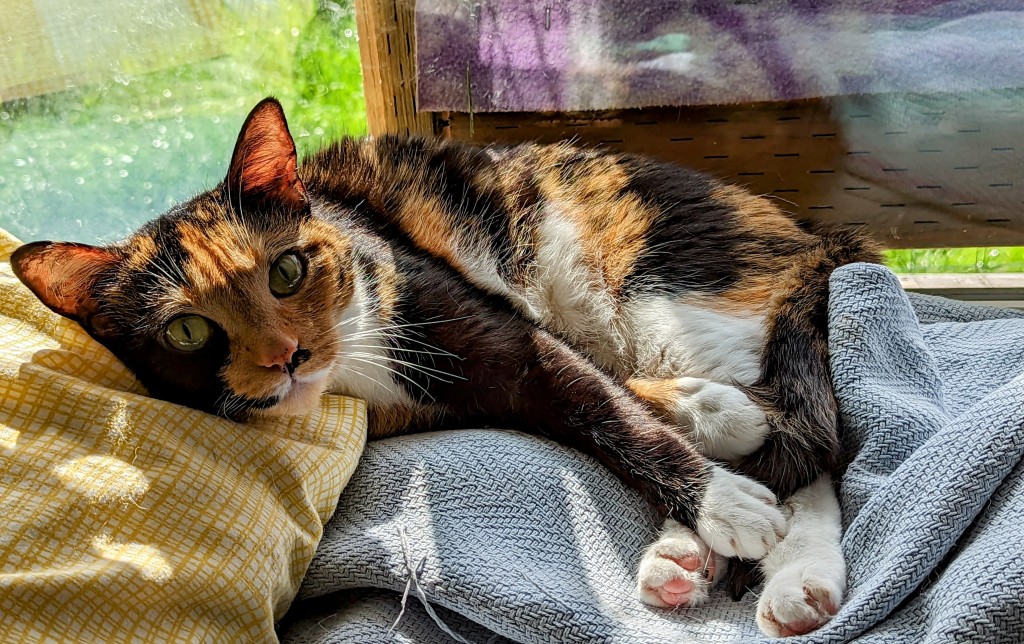 Calico Cats: A Tapestry of Color & Charm