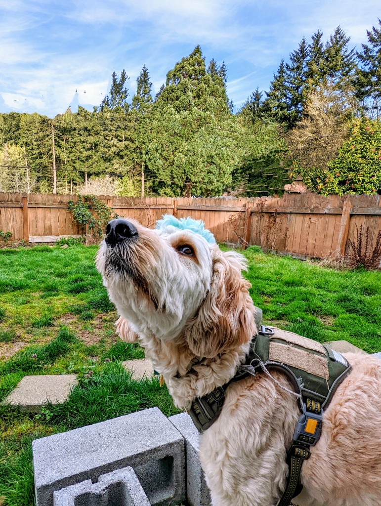 golden doodle smelling the air