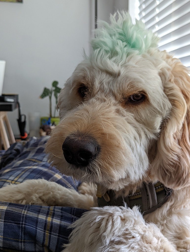 golden doodle with mohawk
