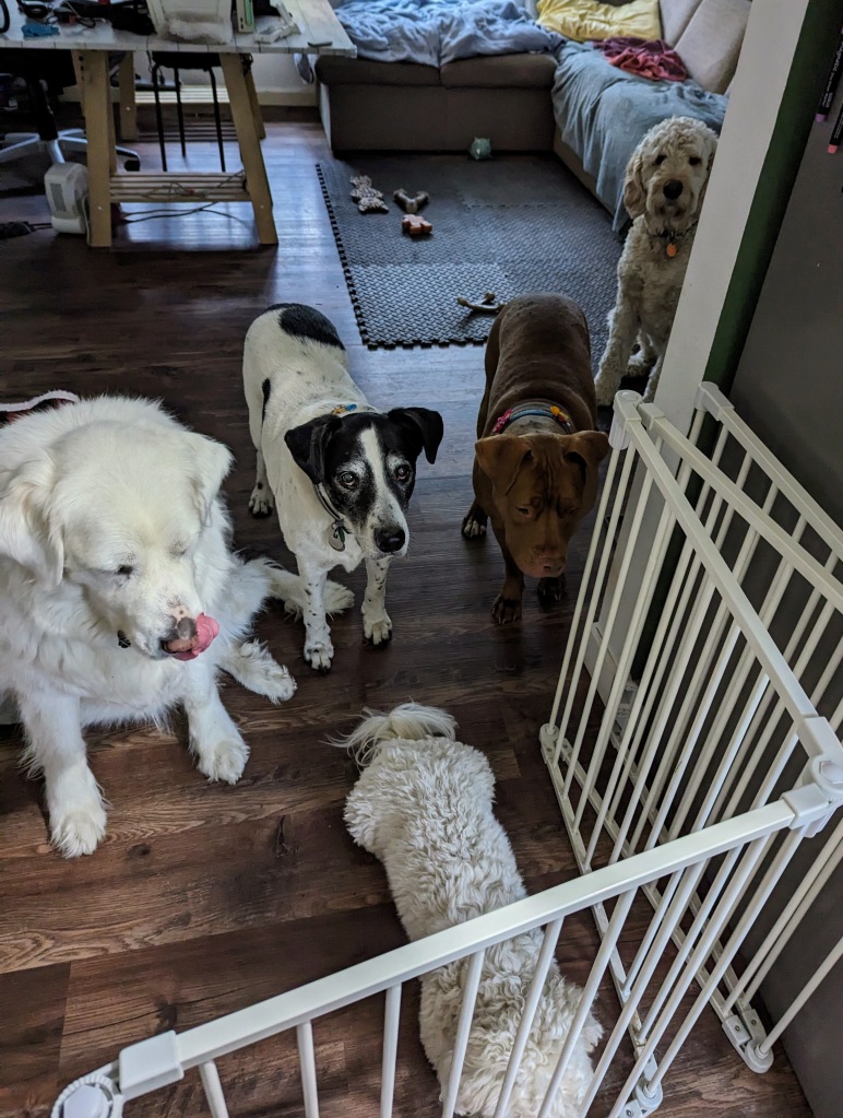 dogs meeting to discuss dinner