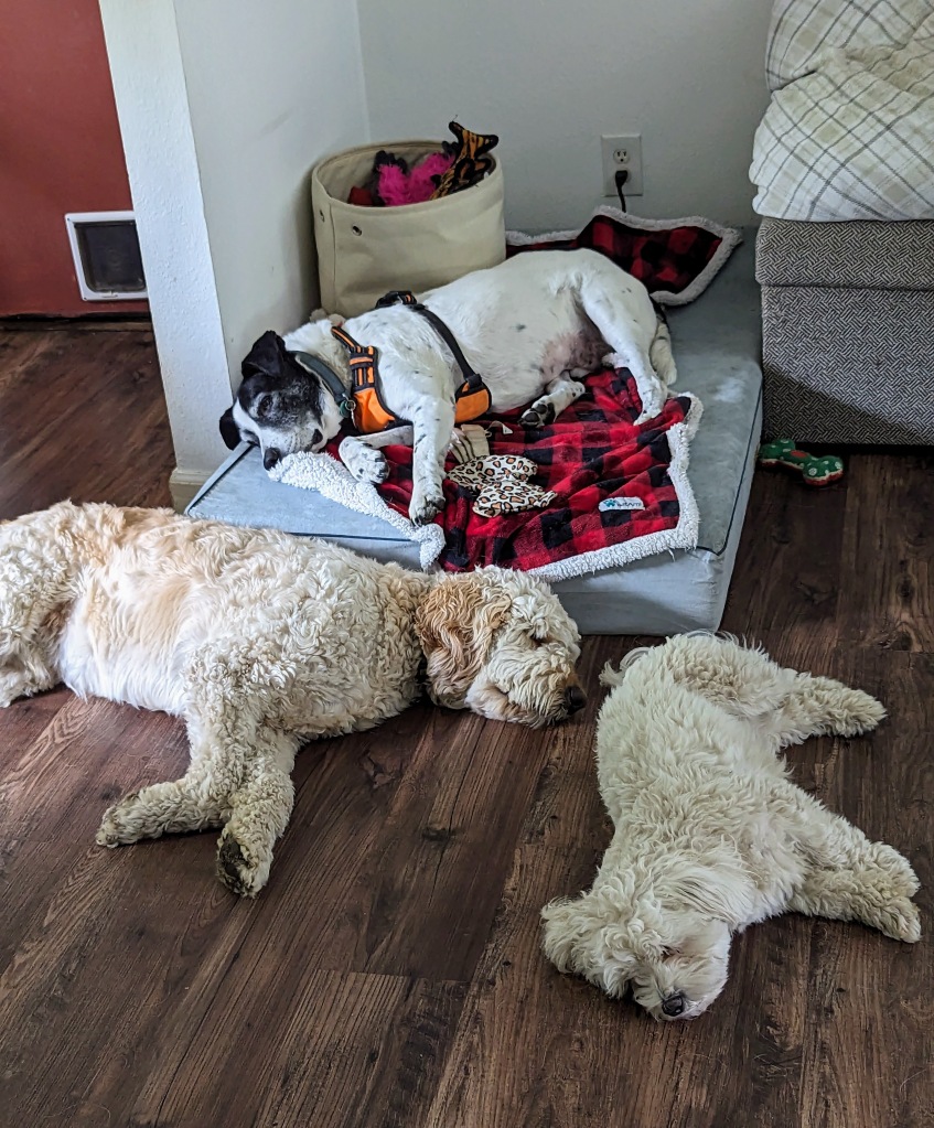3 dogs sleeping