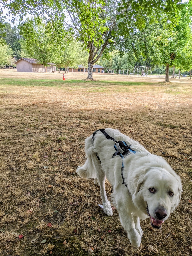 great pryenees post TPLO surgery walking in park