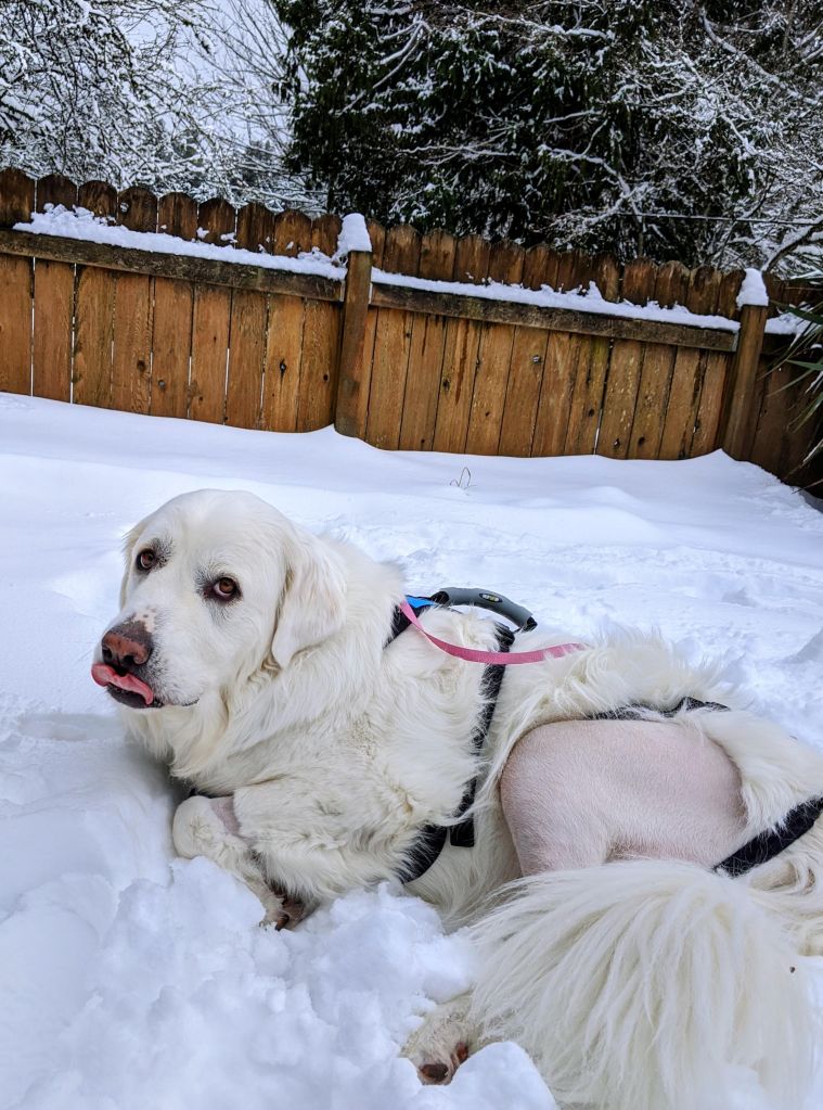 great pryenees post TPLO surgery playing in snow