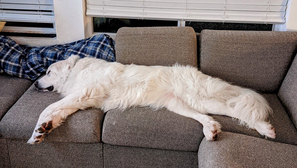 great pyrenees sleeping stretched across couch