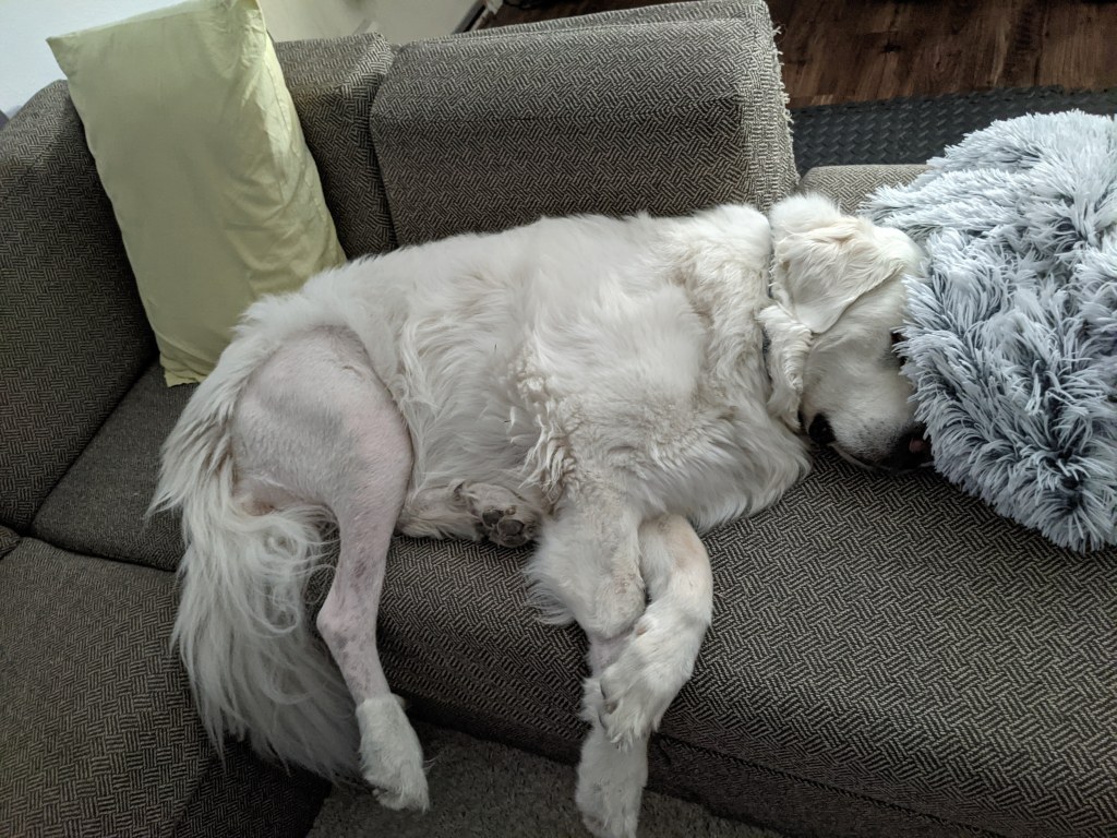 great pryenees post TPLO surgery sleeping oni couch