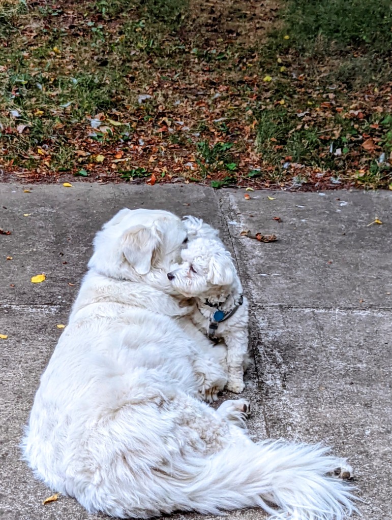 maltese snuggling a great pyrenees