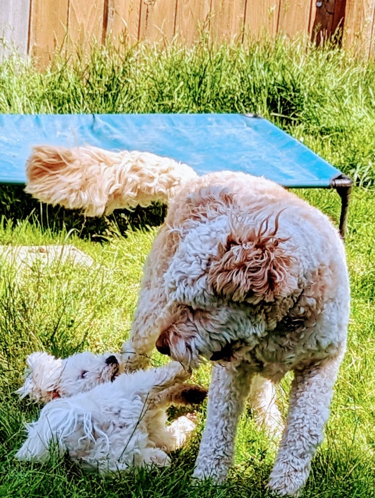 maltese playing with golden doodle in the sun on grass