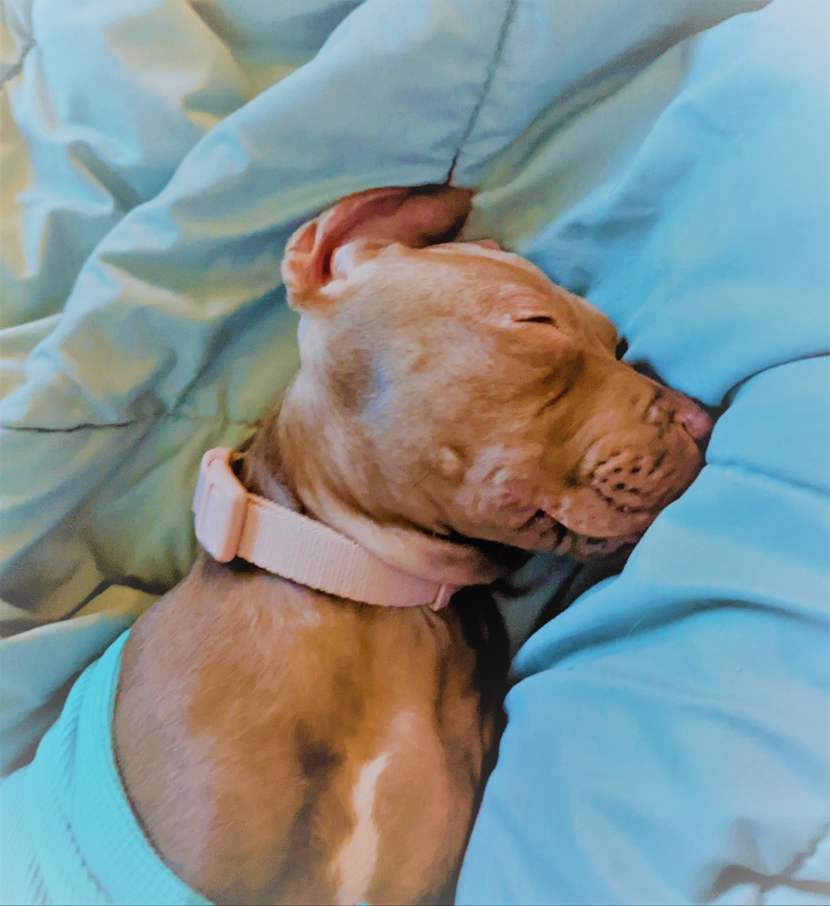 10 week old Pitbull mix puppy sleeping