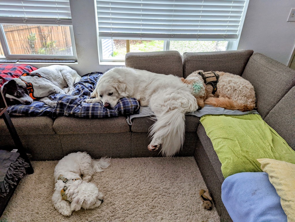 dogs sleeping on counch