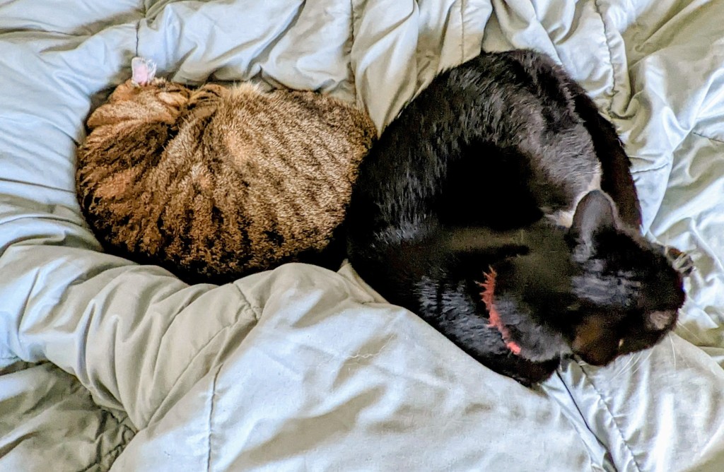 2 cats sleeping back to back on bed
